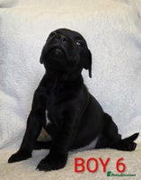 Staffordshire Bull Terrier dogs - Advert 8