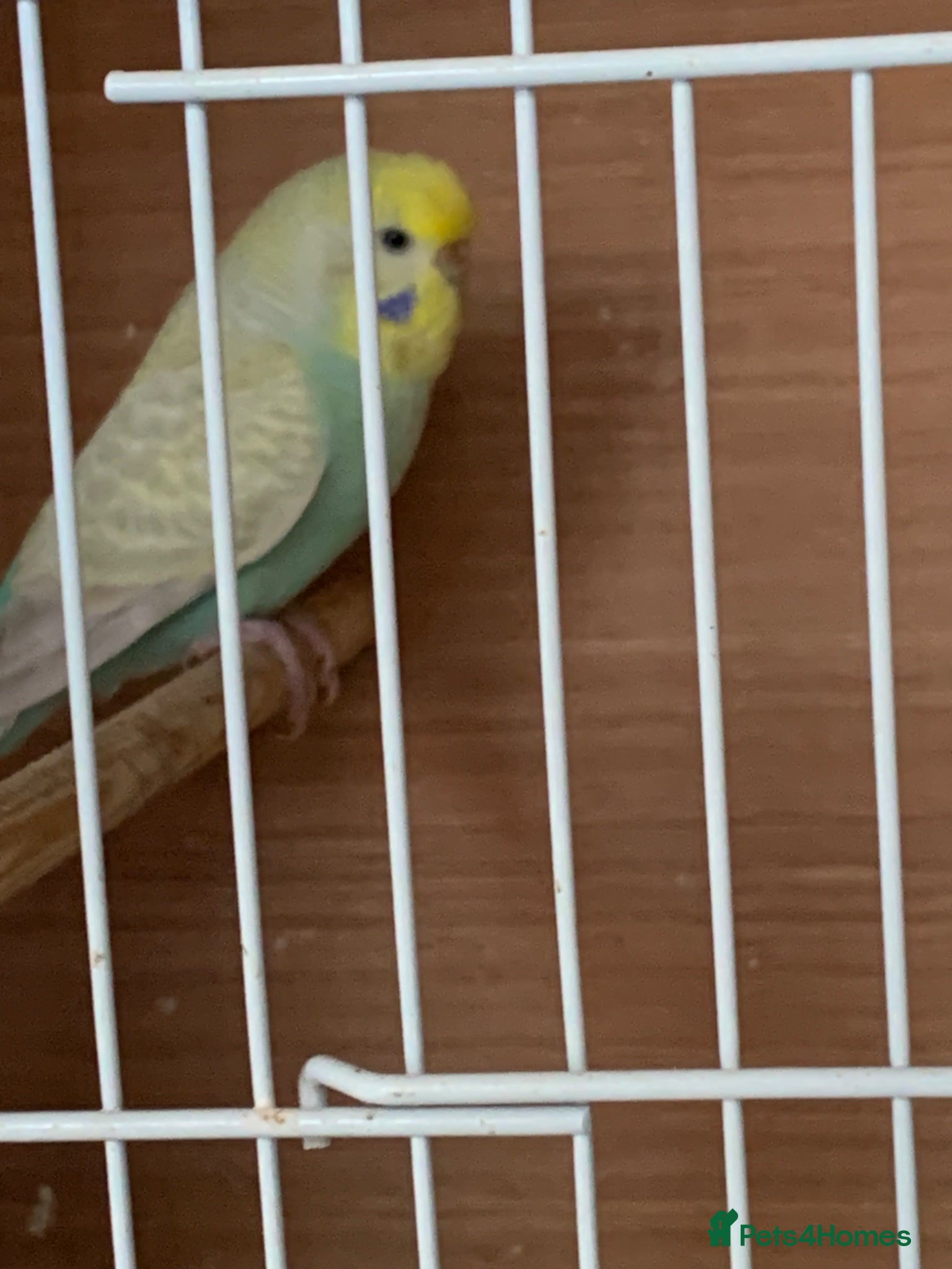 Budgerigars birds  budgie  - Advert 20