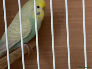 Budgerigars birds budgie - Advert 20