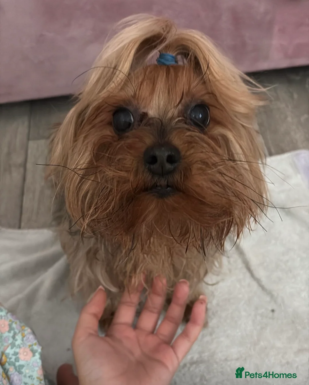 Yorkshire Terrier dogs for sale: Looking for a caring home (free) - Advert 3