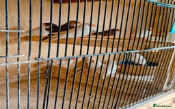 Finches birds for sale: 20 Pairs Zebra Finches  - Image 2