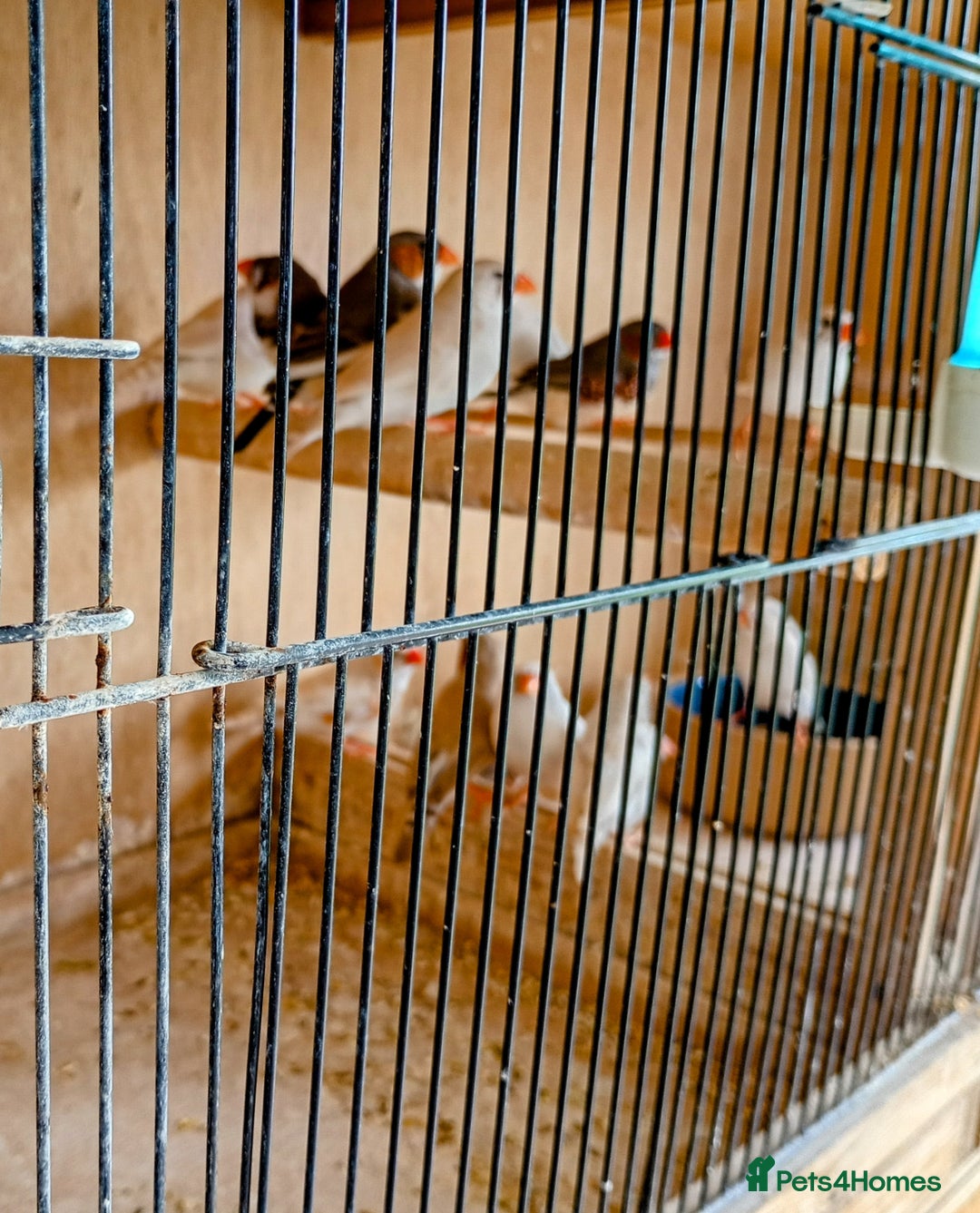 Finches birds for sale: 20 Pairs Zebra Finches  - Image 2