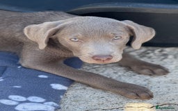 Labrador Retriever dogs for sale: Kc reg SILVER AND CHAMPAGNE LABRADORS  - Image 4