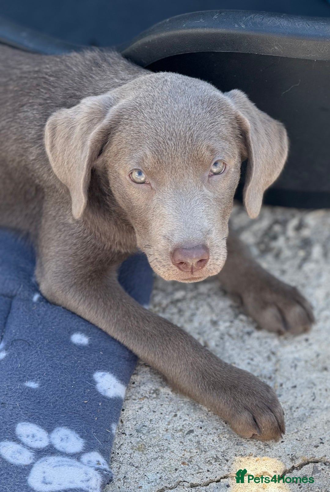Labrador Retriever dogs for sale: Kc reg SILVER AND CHAMPAGNE LABRADORS  - Image 4