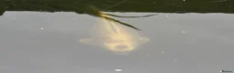 Koi Carp fish for sale: Koi carp  in Middlesbrough - Advert 6