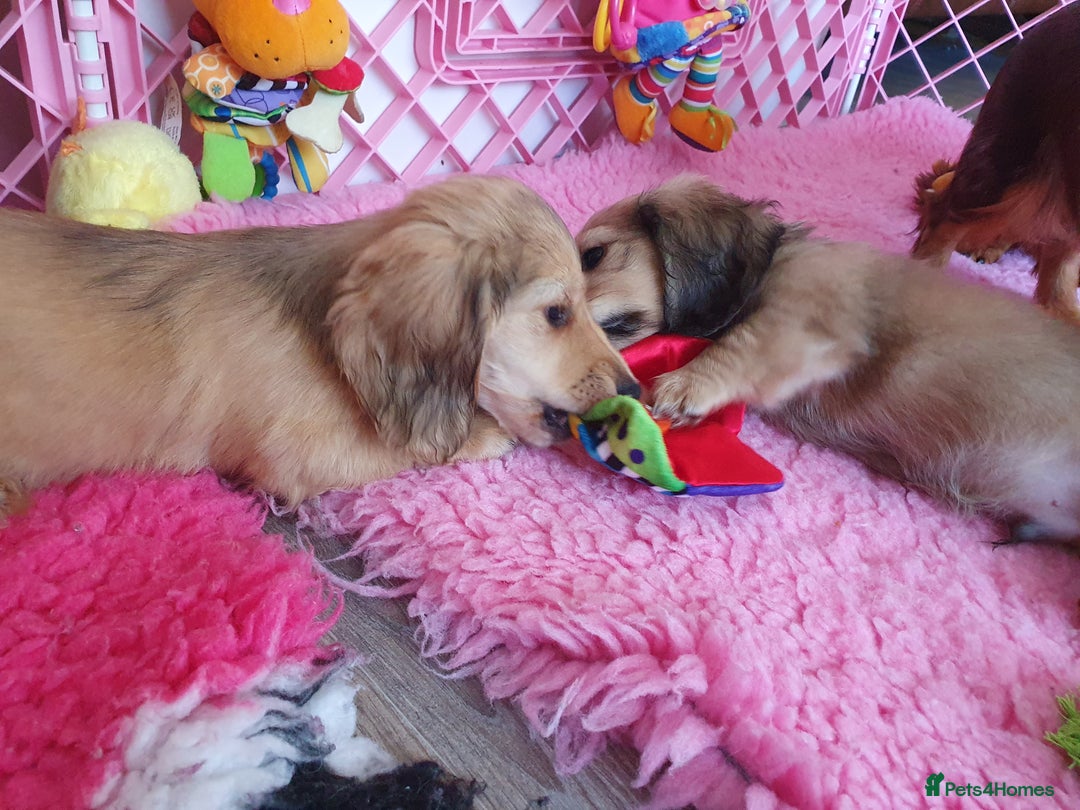 Miniature Dachshund dogs for sale: Beautiful long haired mini dachshunds - Advert 19