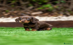Dachshund dogs for sale: 3 beautiful boys left - Image 4