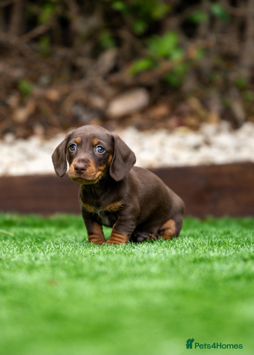Dachshund dogs for sale: 3 beautiful boys left - Image 4