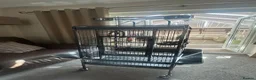 Parrots birds for sale: Ring neck Parrot in Bolton - Advert 3