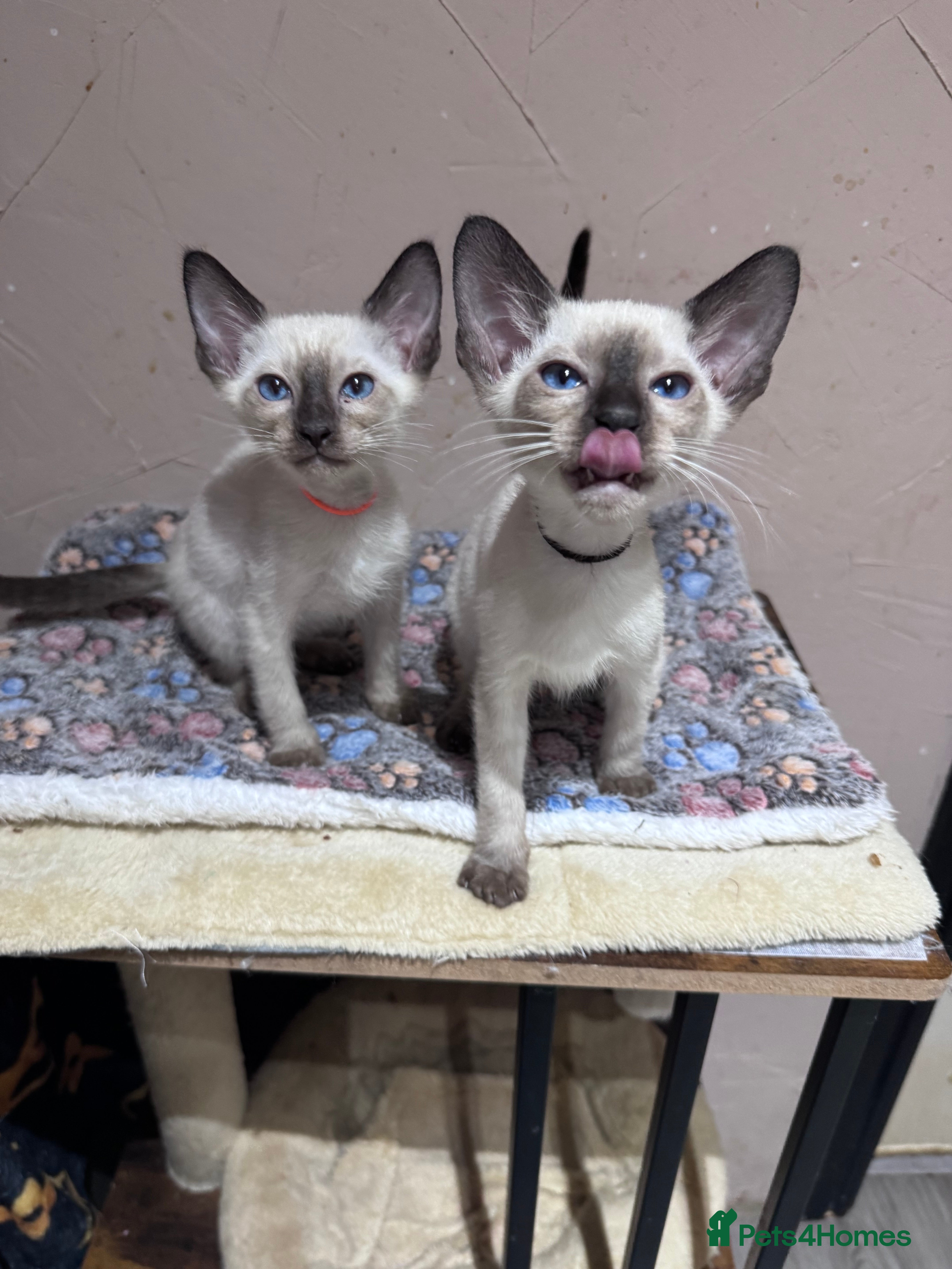 Siamese cats 2affectionate male Siamese kittens  - Advert 1