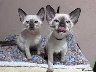 Siamese cats 2affectionate male Siamese kittens - Advert 9