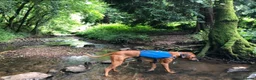 Rhodesian Ridgeback dogs for stud: Athletic RR for stud  - Advert 7
