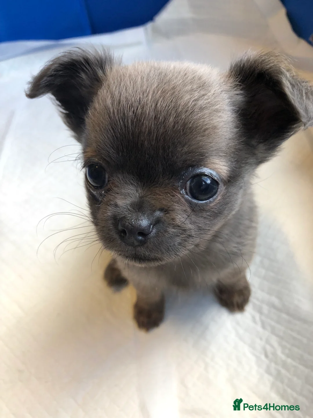 Chihuahua dogs for sale: Long haired and short haired chihuahua puppies - Advert 14