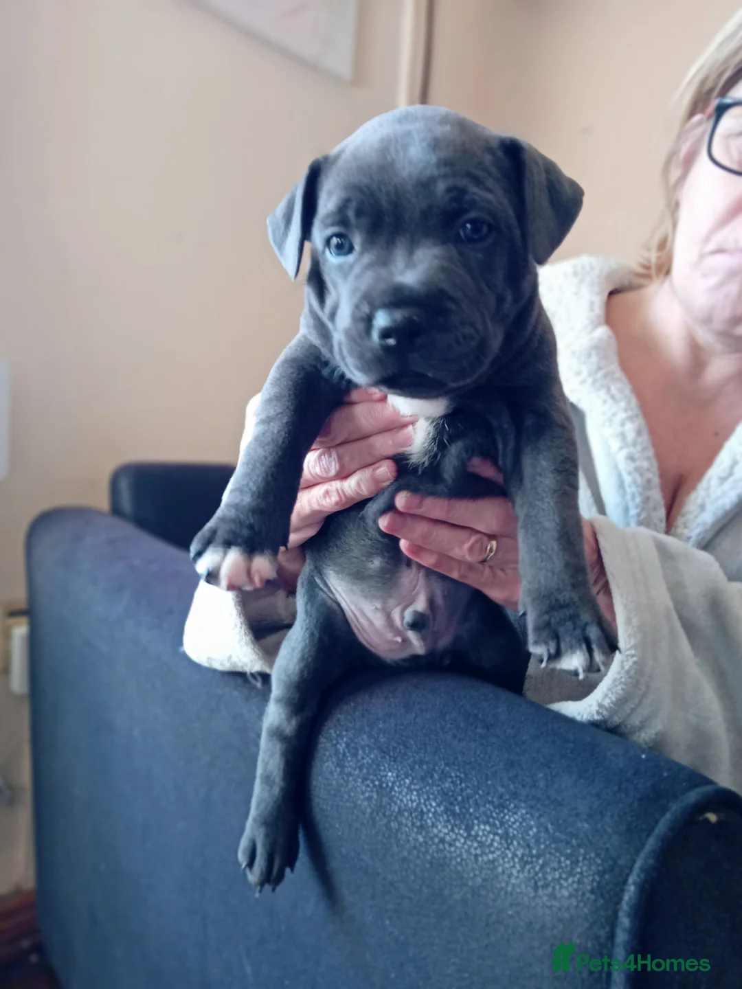 Staffordshire Bull Terrier dogs for sale: KC reg blue Staffordshire bull terrior  - Advert 4