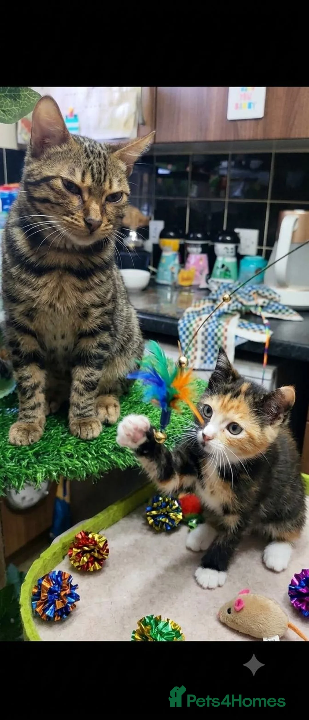 Mixed Breed cats for sale: Polydactyl calico  - Advert 2