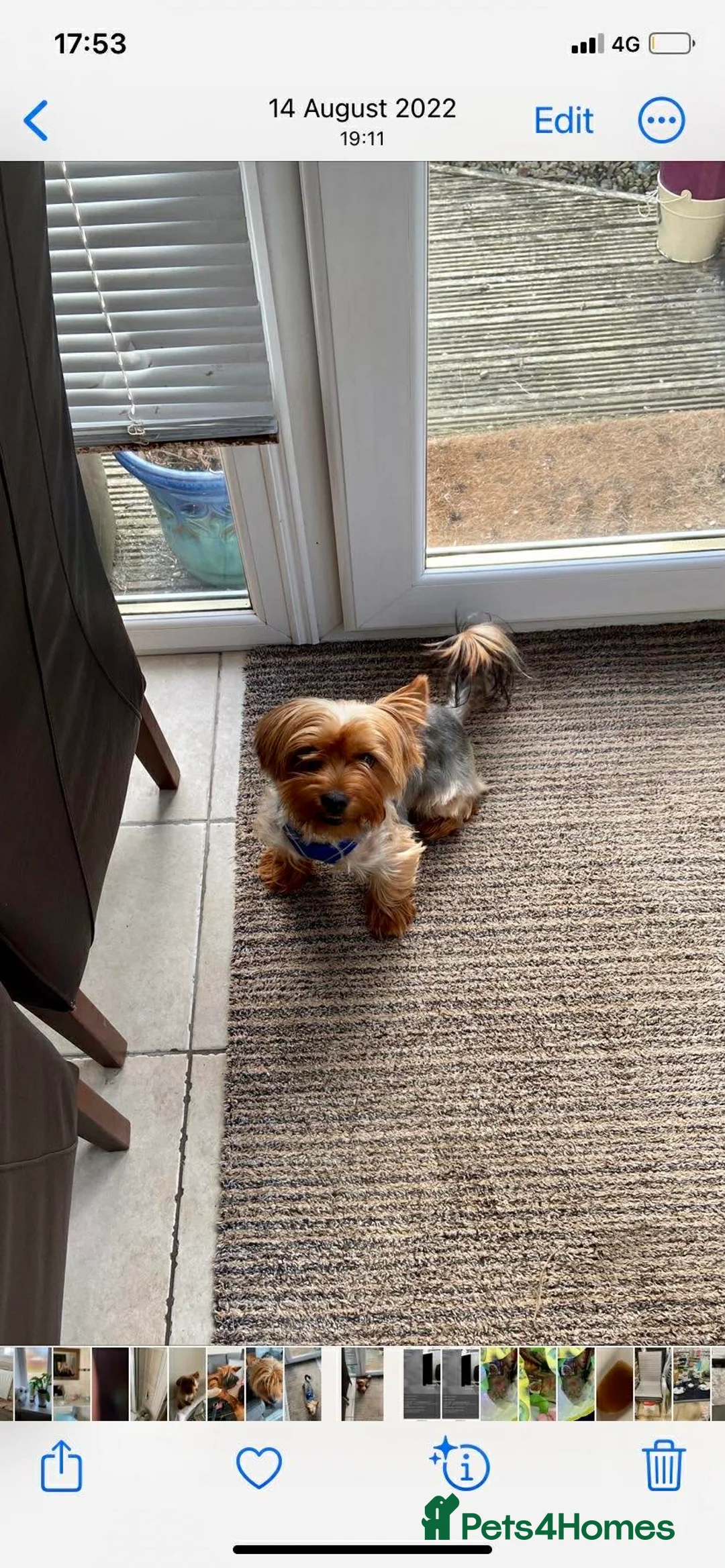 Yorkshire Terrier dogs for sale: yorkshire terrier puppies - Advert 4