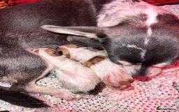 Mixed Breed dogs for sale: 🐾 Loving Homes Wanted for Two Puppies & Dad 🐾 - Image 1