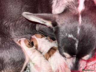 Mixed Breed dogs - Advert 27