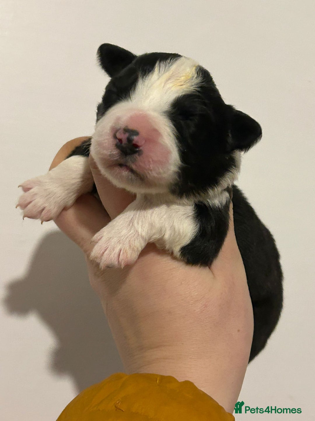 Border Collie dogs for sale: TopClass KC Health tested Border Collie Puppies  - Advert 15