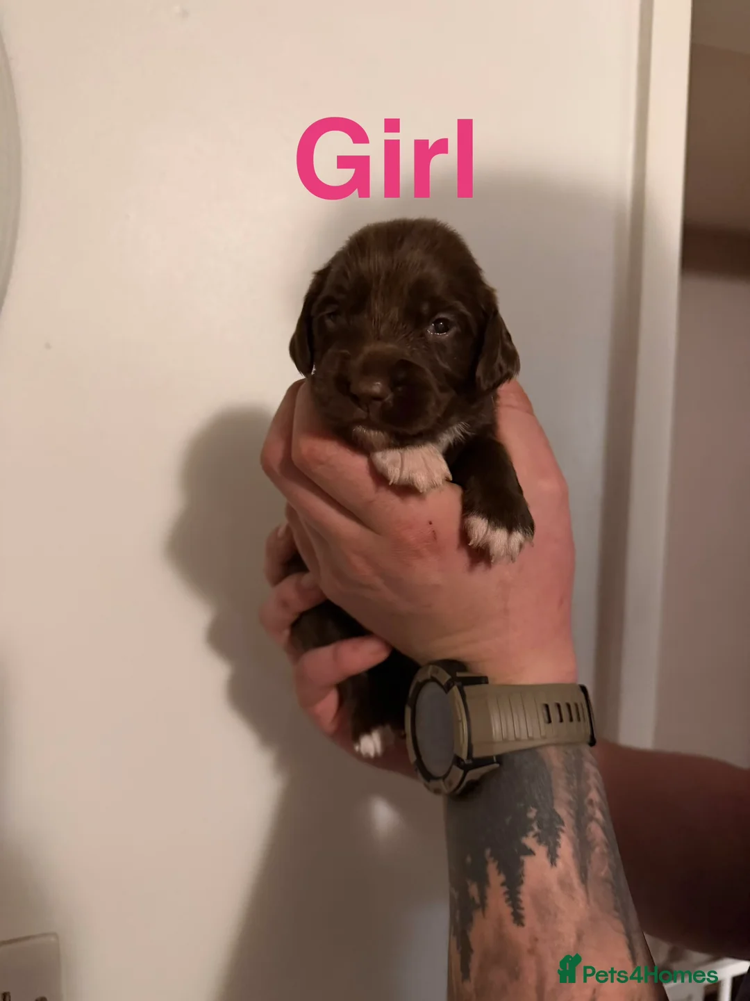Sprocker dogs for sale: Sprocker puppies - Advert 6