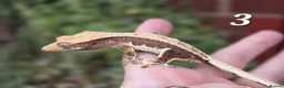 Gecko reptiles for sale: Various crested geckos - Advert 5