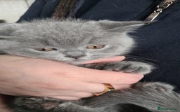 British Shorthair cats for sale: BSH GCCf kittens 1 male 1 female - Image 2