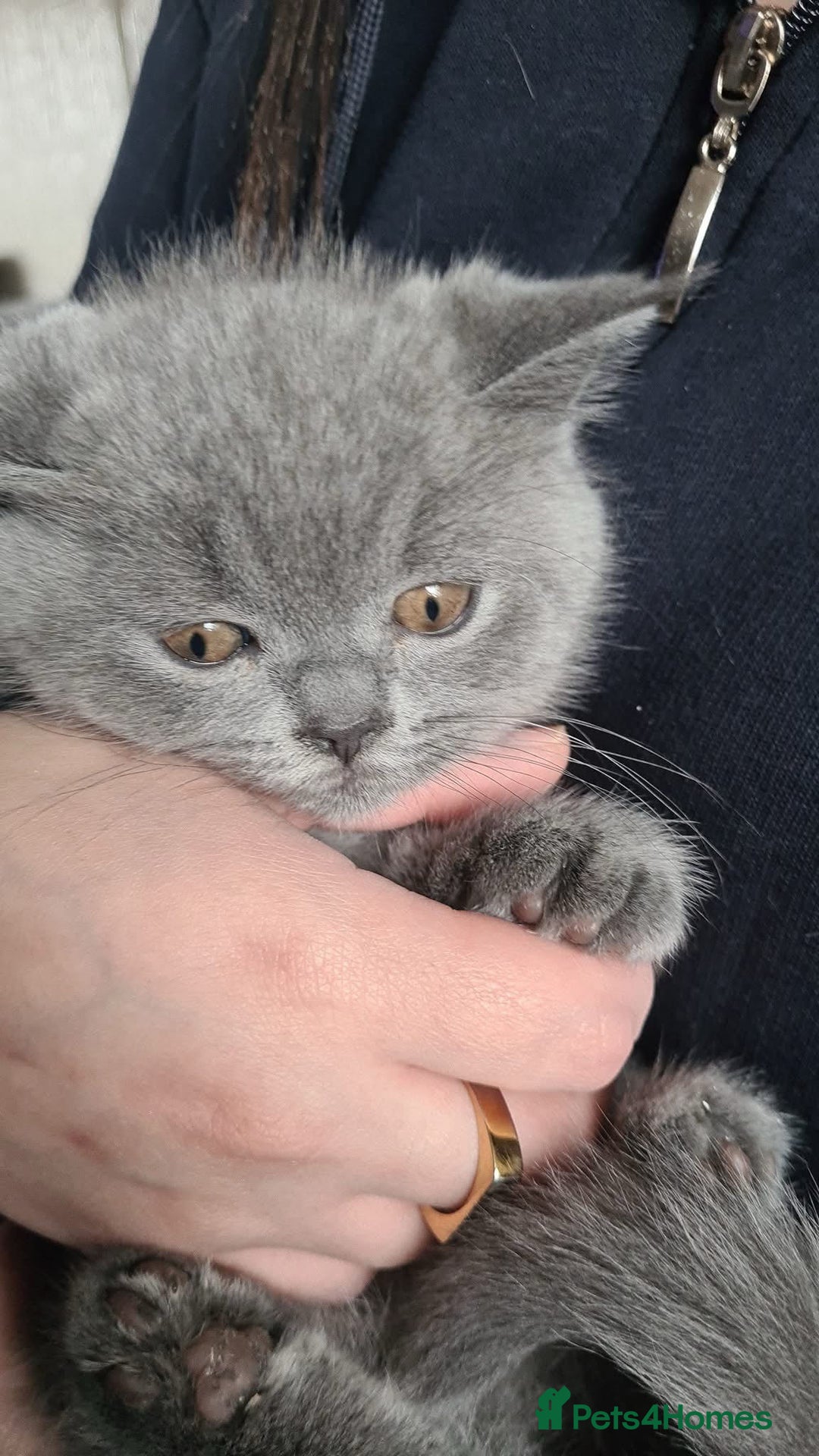 British Shorthair cats for sale: BSH GCCf kittens 1 male 1 female - Image 2