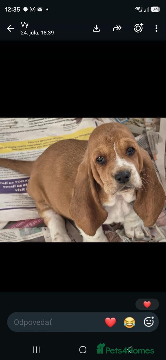 Basset Hound dogs Basset hound pups kc reg.European lines - Advert 4