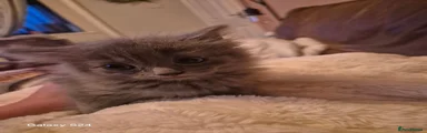 Ragdoll 5