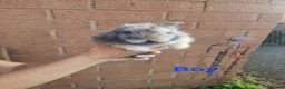 Lionhead rabbits for sale: Baby Lionhead rabbits in Warrington - Advert 2