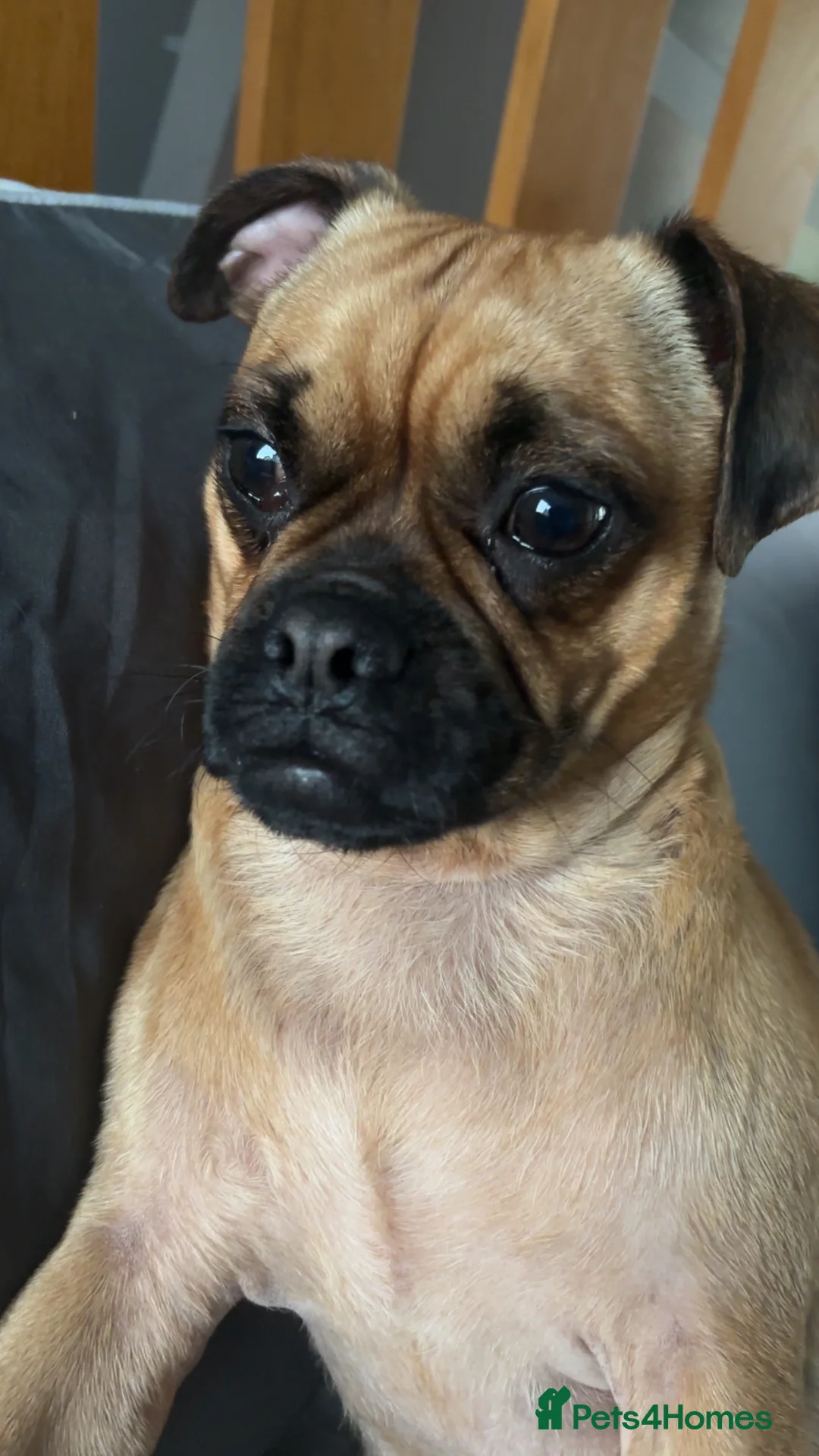 Puggle dogs for sale: Puggle puppies for sale  - Advert 1