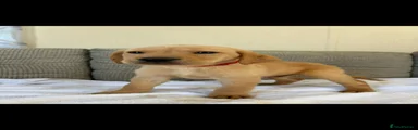 Golden Retriever 6