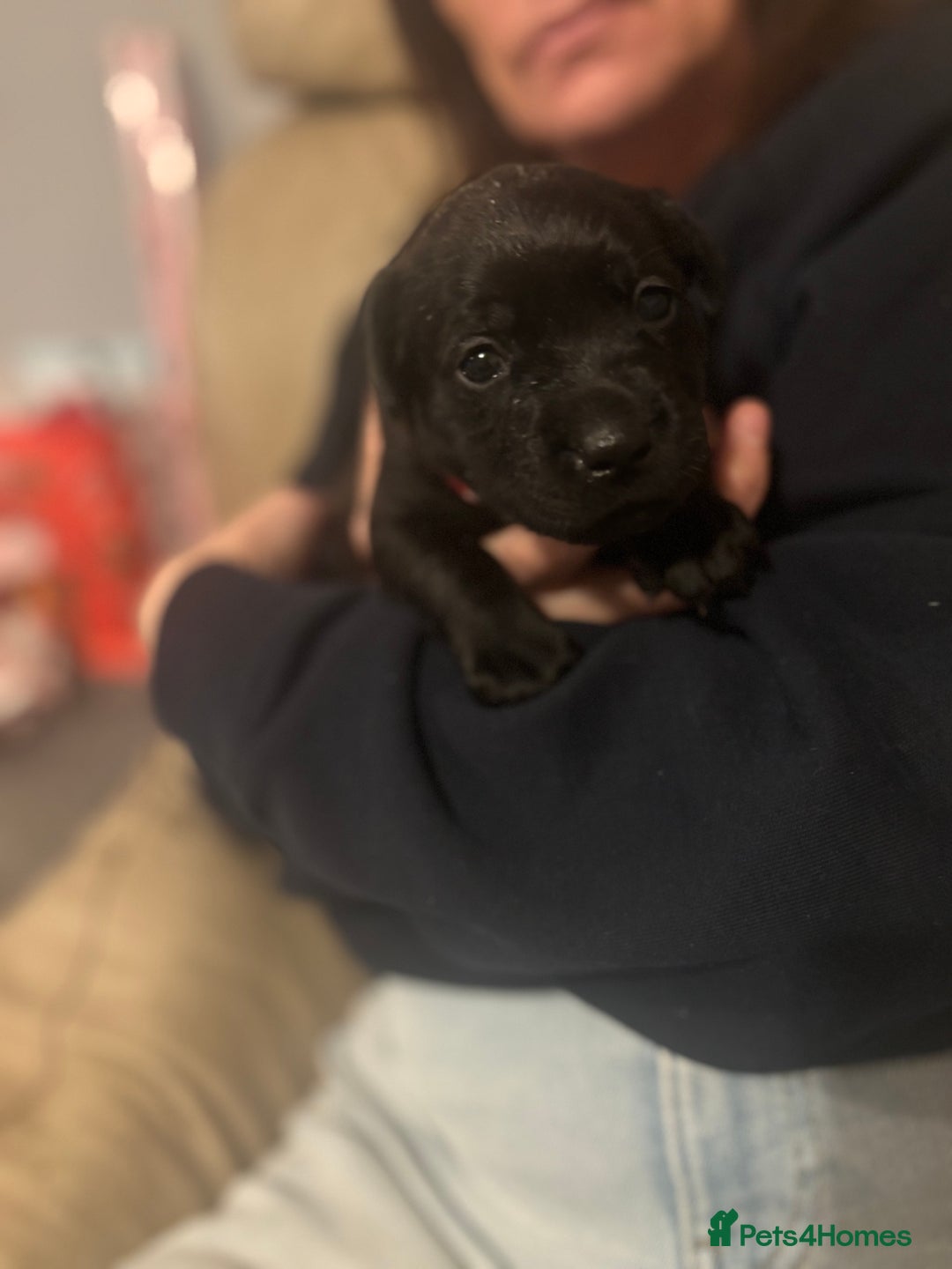 Mixed Breed dogs for sale: Beautiful Staffadors 4 weeks old  - Advert 11