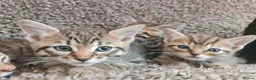 Mixed Breed cats for sale: Kittens for sale  - Advert 25