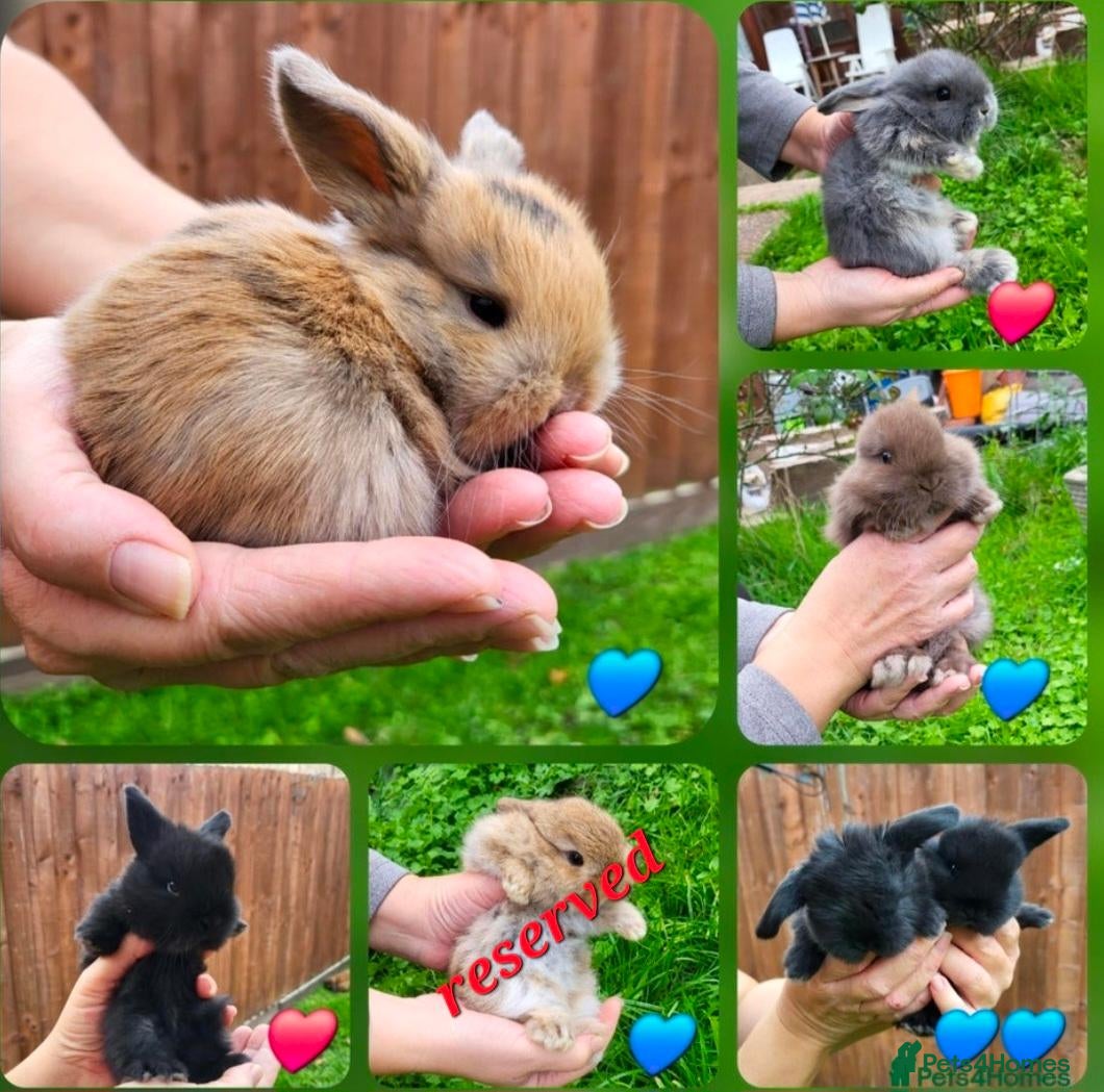 Mini Lop rabbits for sale: Beautiful mini lops - Advert 16