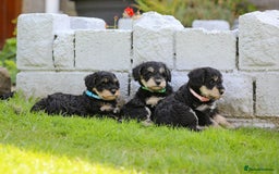 Mixed Breed dogs for sale: Schnoodle Puppies - Image 7