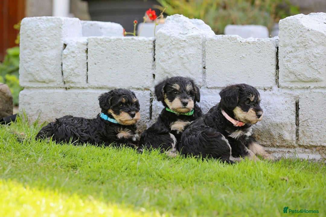 Mixed Breed dogs for sale: Schnoodle Puppies - Image 7