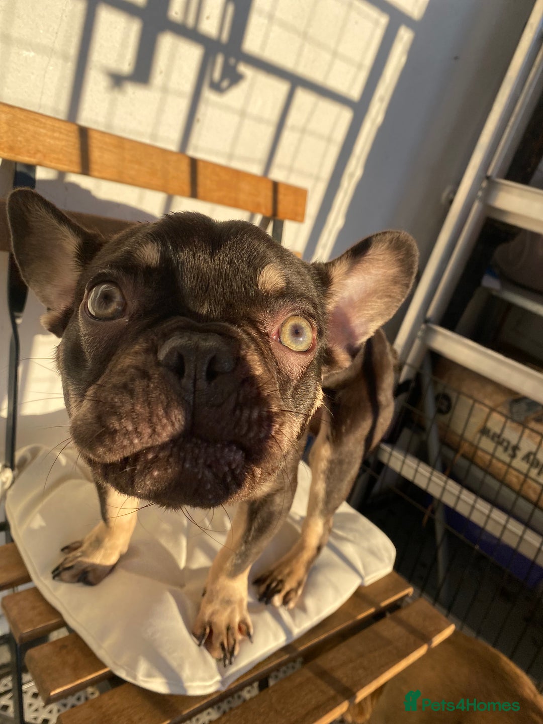 French Bulldog dogs for sale: 7 month old puppy  - Advert 4