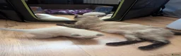 Ragamese cats for sale: Beautiful ragameise kittens  - Advert 8