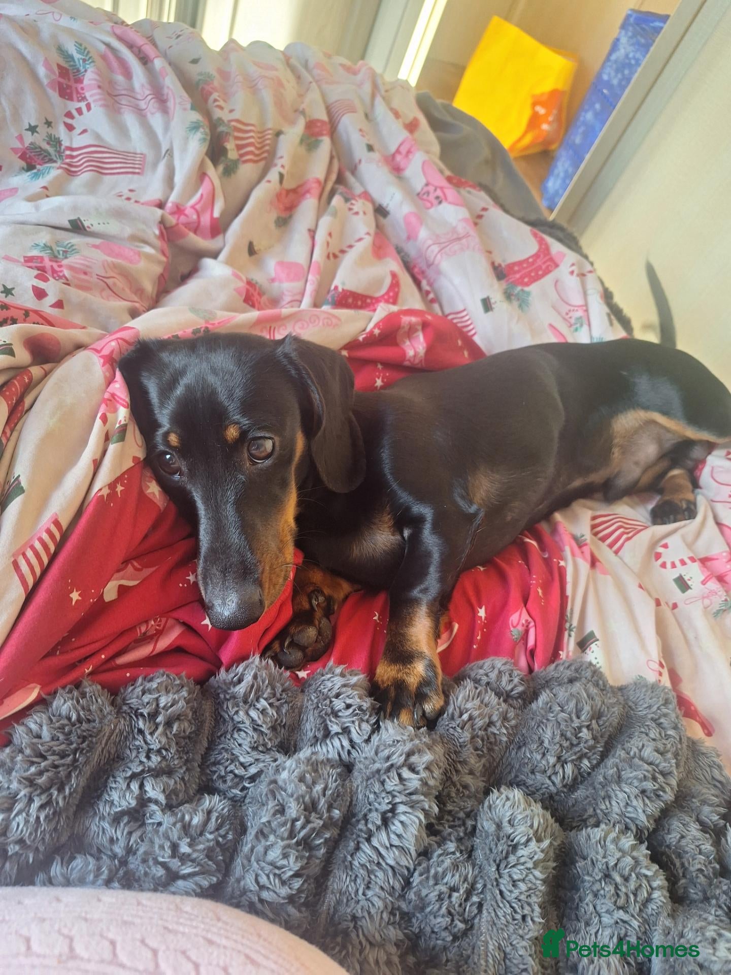 Dachshund dogs 6 Month Old Dachshound - Advert 1