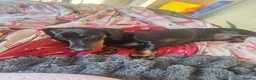 Dachshund dogs for sale: 6 Month Old Dachshound in Cranleigh - Advert 1