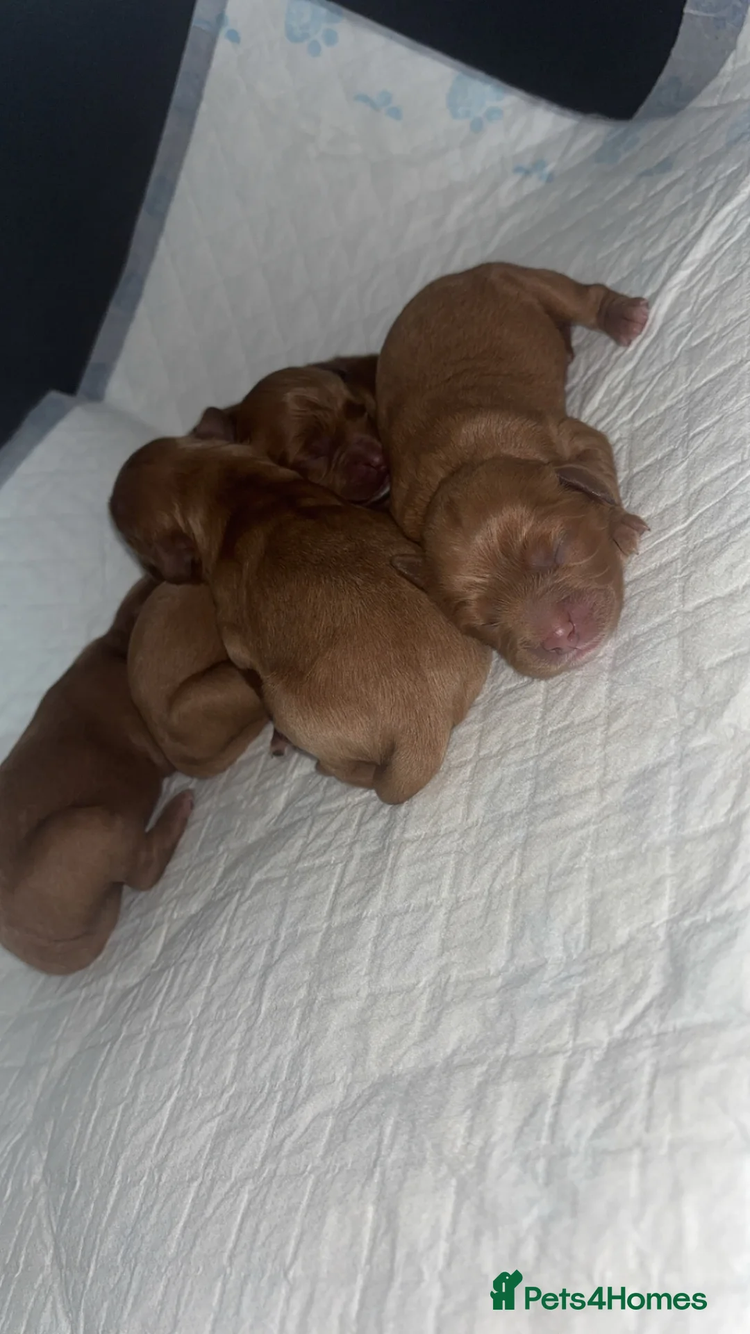 Cavapoo dogs for sale: Beautiful Cavapoo’s for sale  - Advert 2