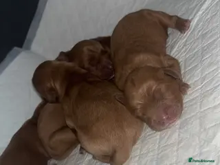 Cavapoo dogs Beautiful Cavapoo’s for sale - Advert 9