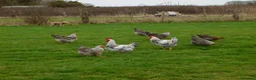 Chickens poultry for sale: Silver Bielefelder Hatching Eggs x 6 - Advert 8