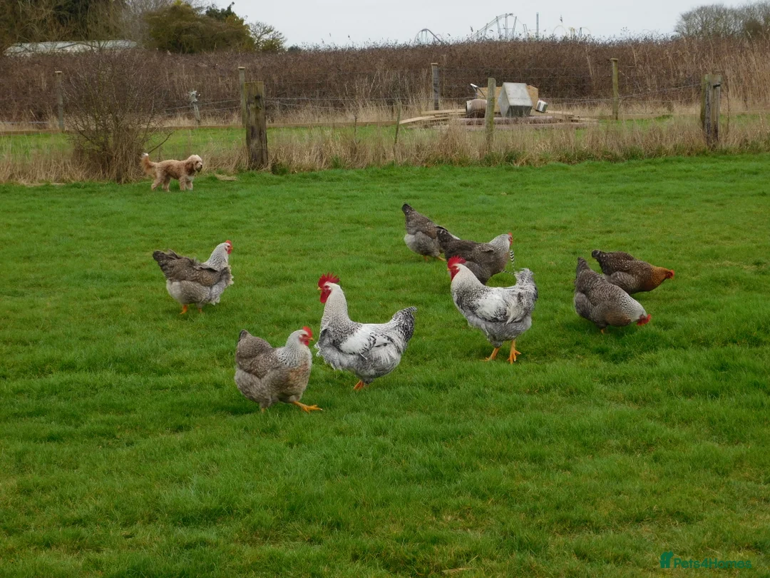 Chickens poultry for sale: Silver Bielefelder Hatching Eggs x 6 - Advert 8