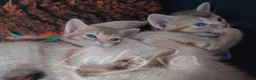 Mixed Breed cats for sale: Beautiful Devon Rex x Abyssinian kittens  - Advert 13