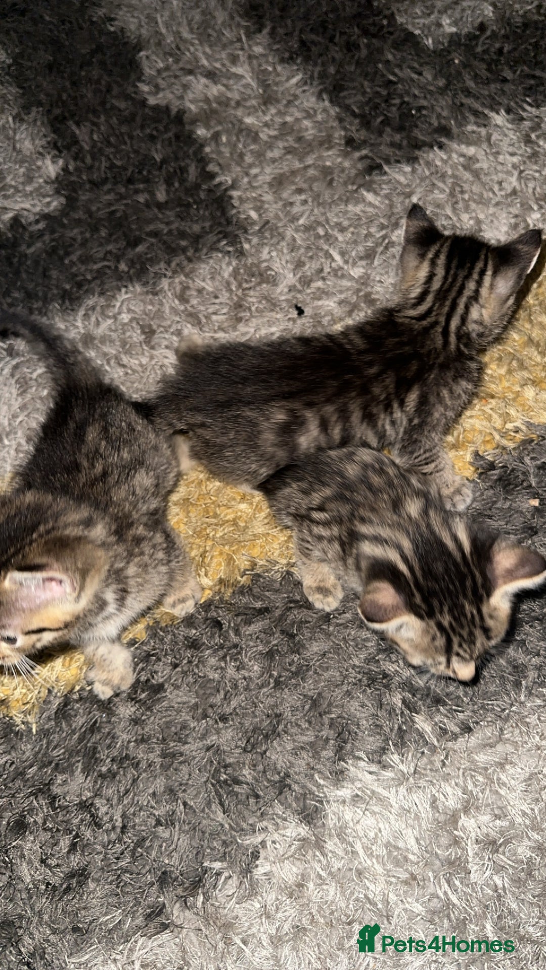 Domestic Shorthair cats for sale: Adorable tabby/bengal kittens to a good home - Image 11