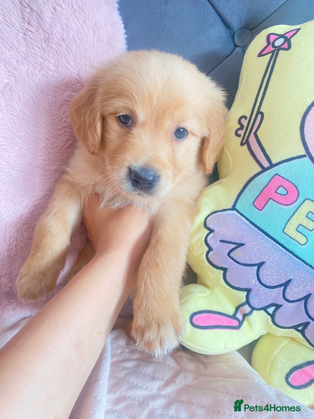 Golden Retriever dogs for sale: Beautiful KC golden pups ready to leave 🥰🥰🏡 - Image 10