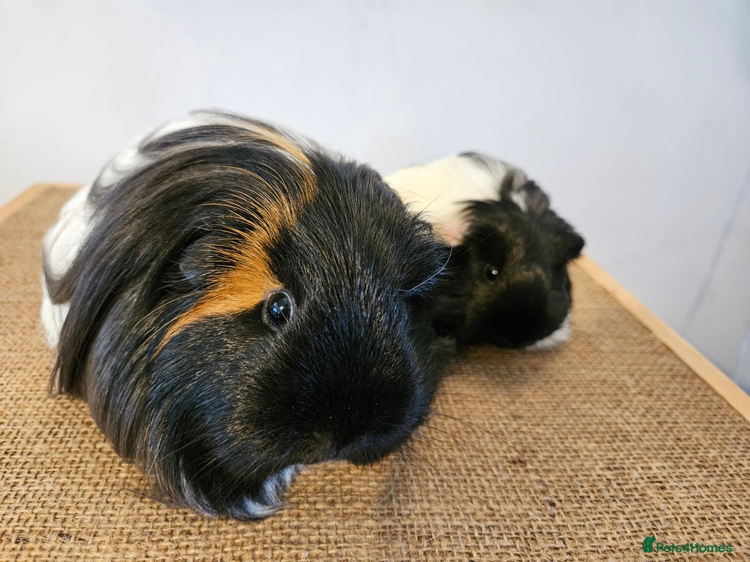 Baby Guinea Female Guinea Pigs For Sale Near Me Beautiful Female
