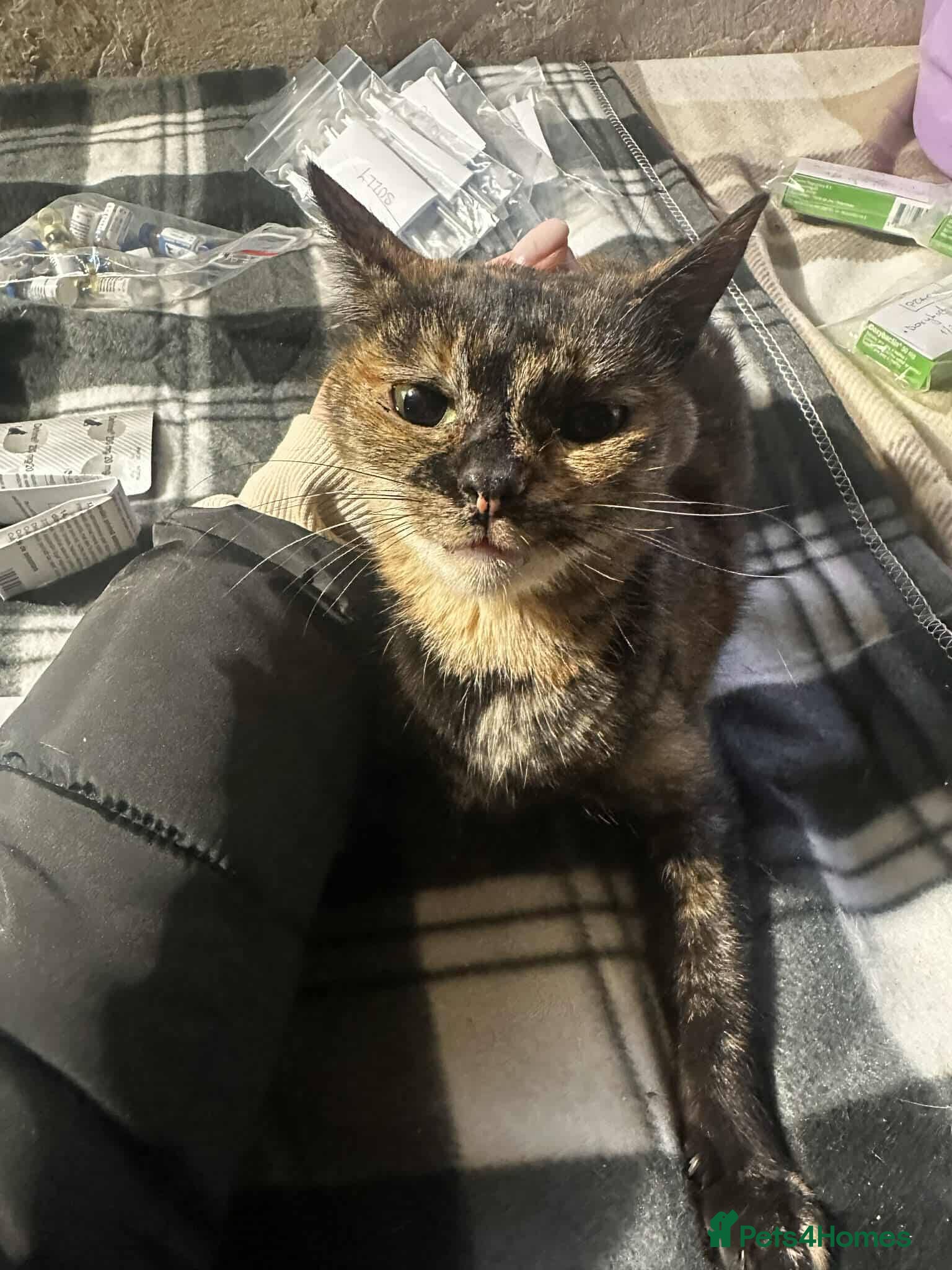 Mixed Breed cats Mars for adoption - Advert 1